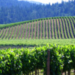 Enjoy wine in the redwoods at Anderson Valley Winery