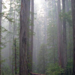 Enjoy our beautiful Redwoods