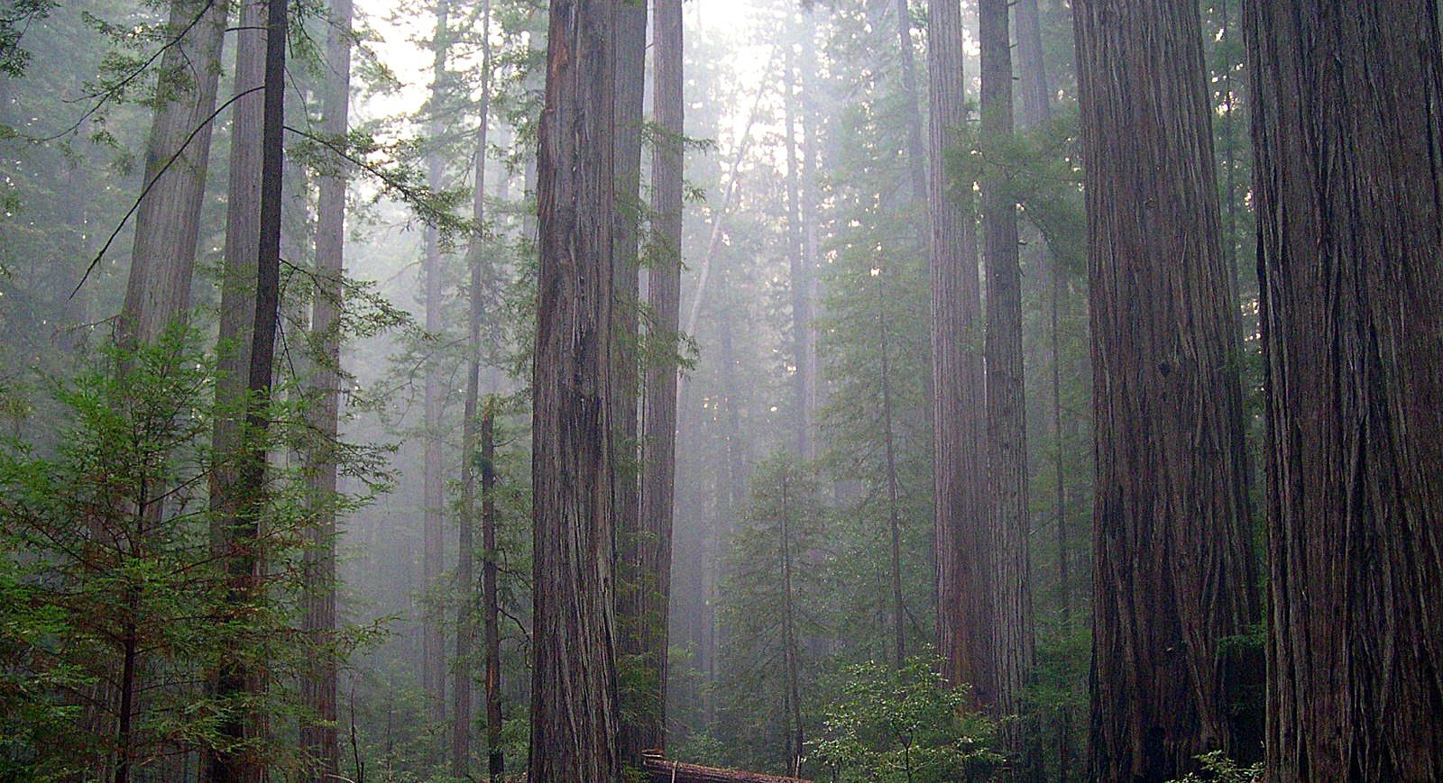 Enjoy our beautiful Redwoods