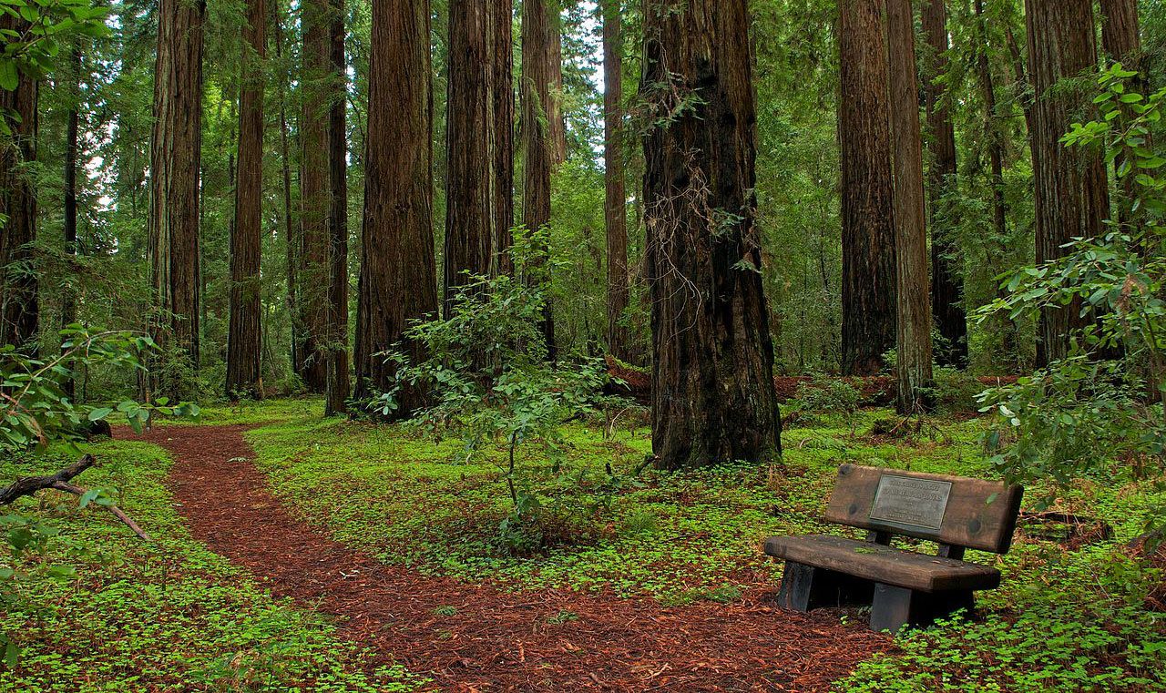 Explore Hendy Woods State Park
